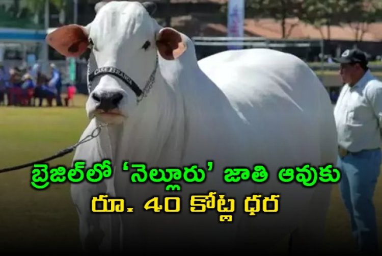 బ్రెజిల్లో ‘నెల్లూరు’ జాతి ఆవుకు రూ. 40 కోట్ల ధర.. గిన్నిస్ బుక్లో చోటు!